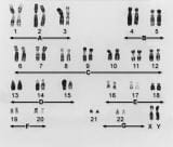 染色体和基因