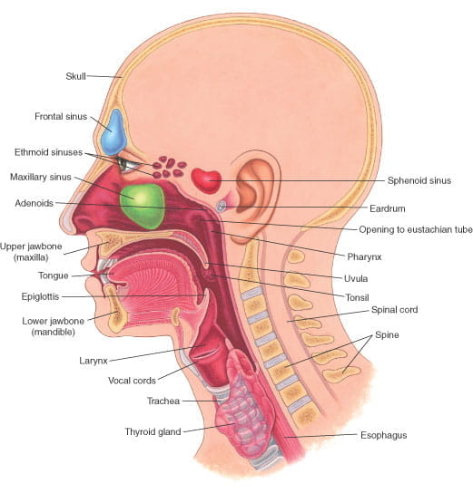 耳、鼻、咽喉