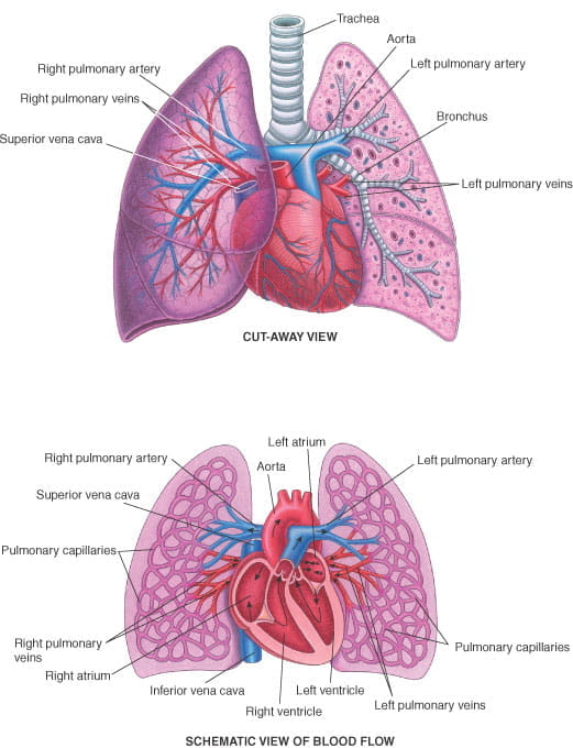 心肺连接部位