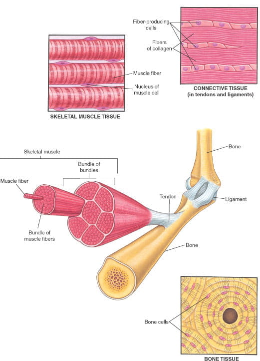 肌肉骨骼系统的肌肉和其他组织