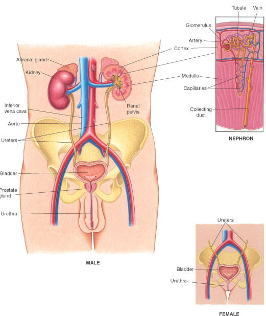 泌尿系统视图