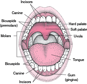 口腔的结构