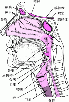 鼻和咽喉内视图