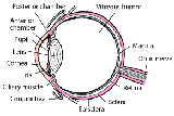 眼球内部结构