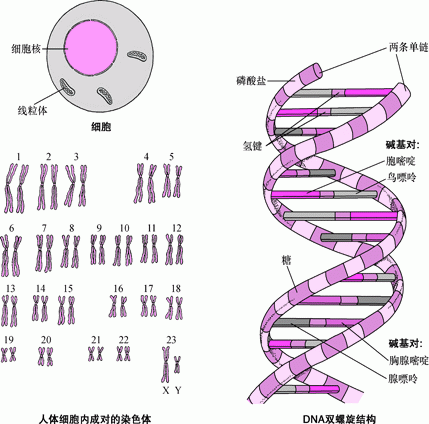 DNA 的结构