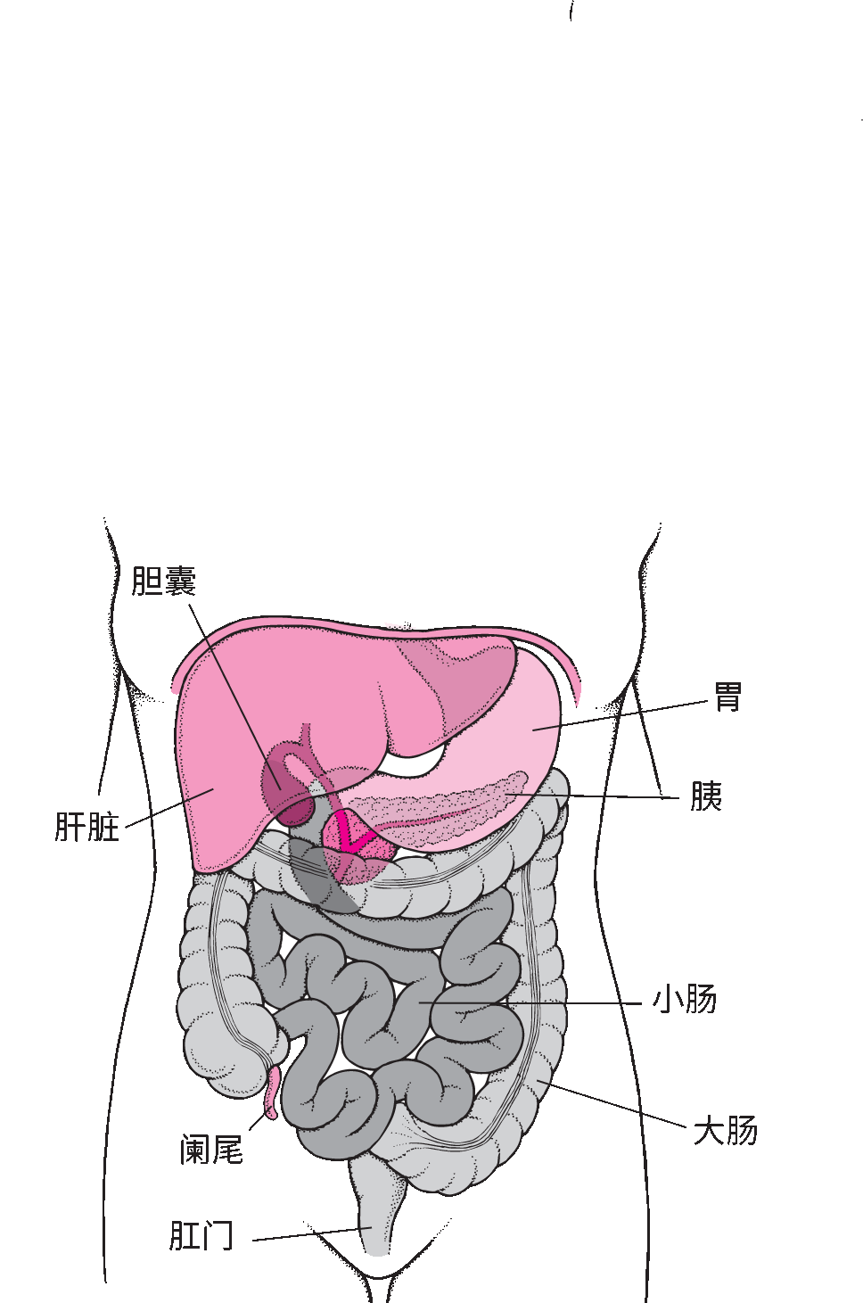 小肠和大肠定位