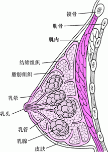 乳腺组织