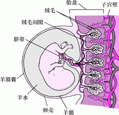 胎盘，脐带和胎儿