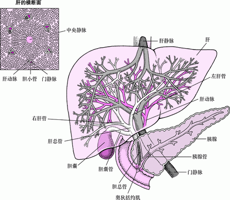 肝脏和胆囊的视图