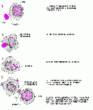 T细胞怎样识别抗原