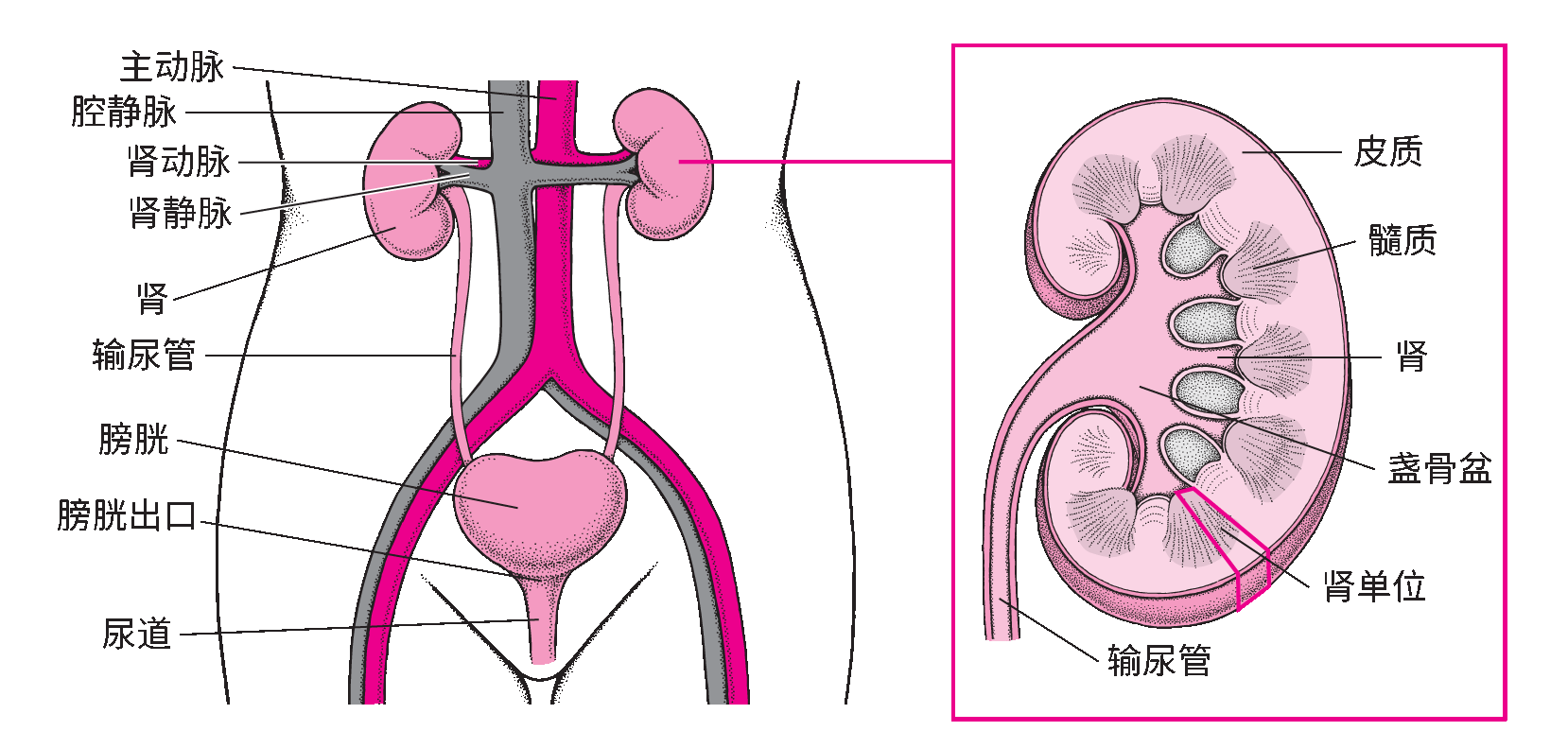 尿路内部结构
