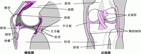 膝关节内部结构