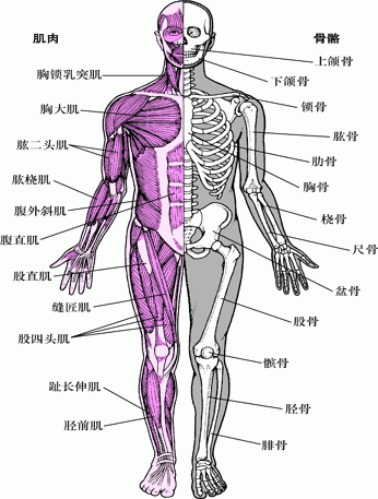 肌肉骨骼系统(1)