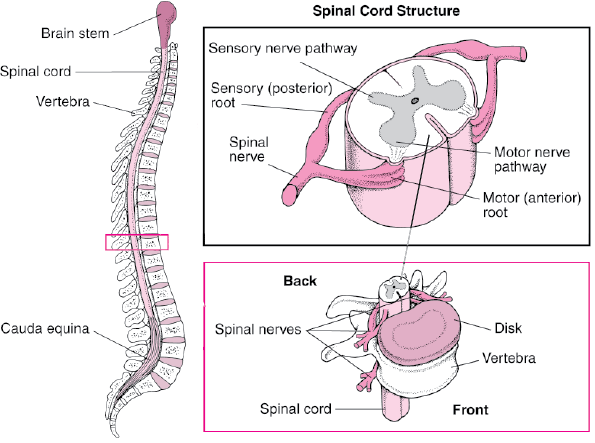 脊柱结构