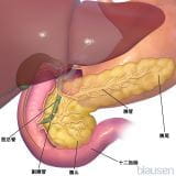 胰腺