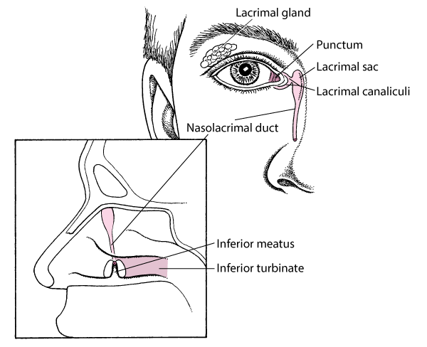 泪器系统的解剖
