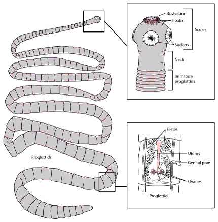 绦虫的典型结构，基于猪肉绦虫。
