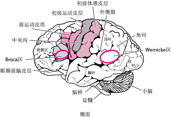 大脑的各区域