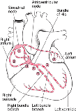 描记心脏的电传导通路
