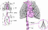 下腔静脉滤器：预防肺栓塞的方法之一