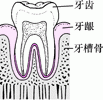 牙周炎：从菌斑堆积到牙齿松动的过程