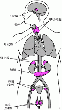 人体各大腺体分布图图片