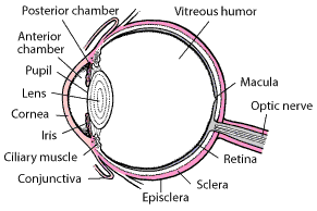 眼球内部结构