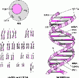 DNA 的结构