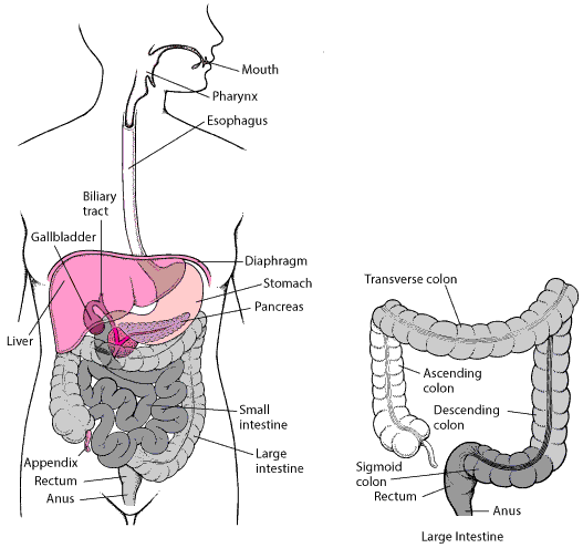 直肠和肛门定位