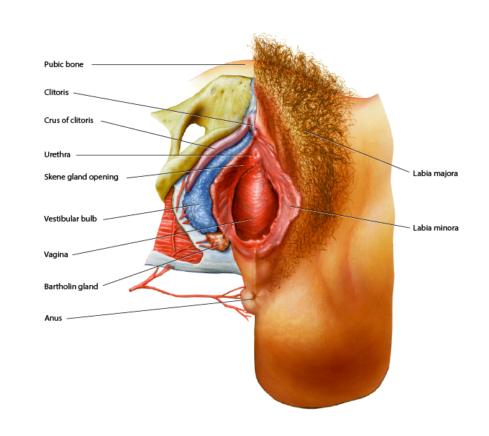 女性外生殖器解剖图
