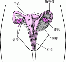 子宫内膜异位症：异位组织