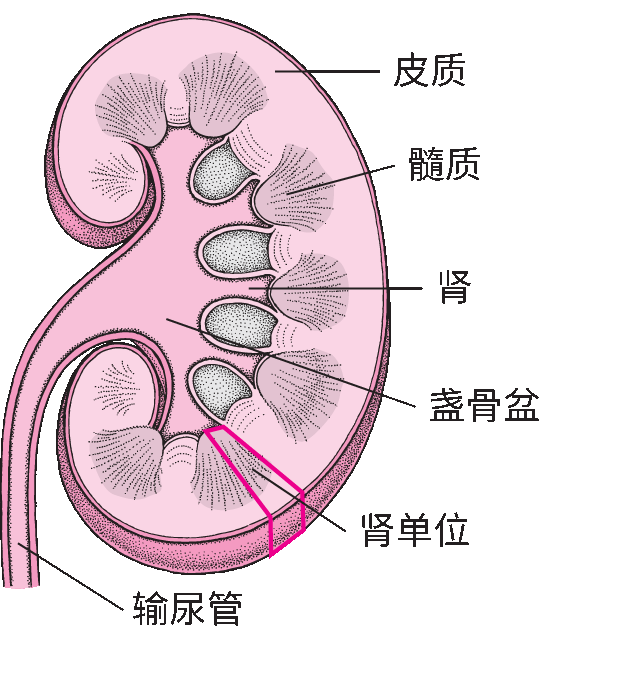 肾脏的内部结构