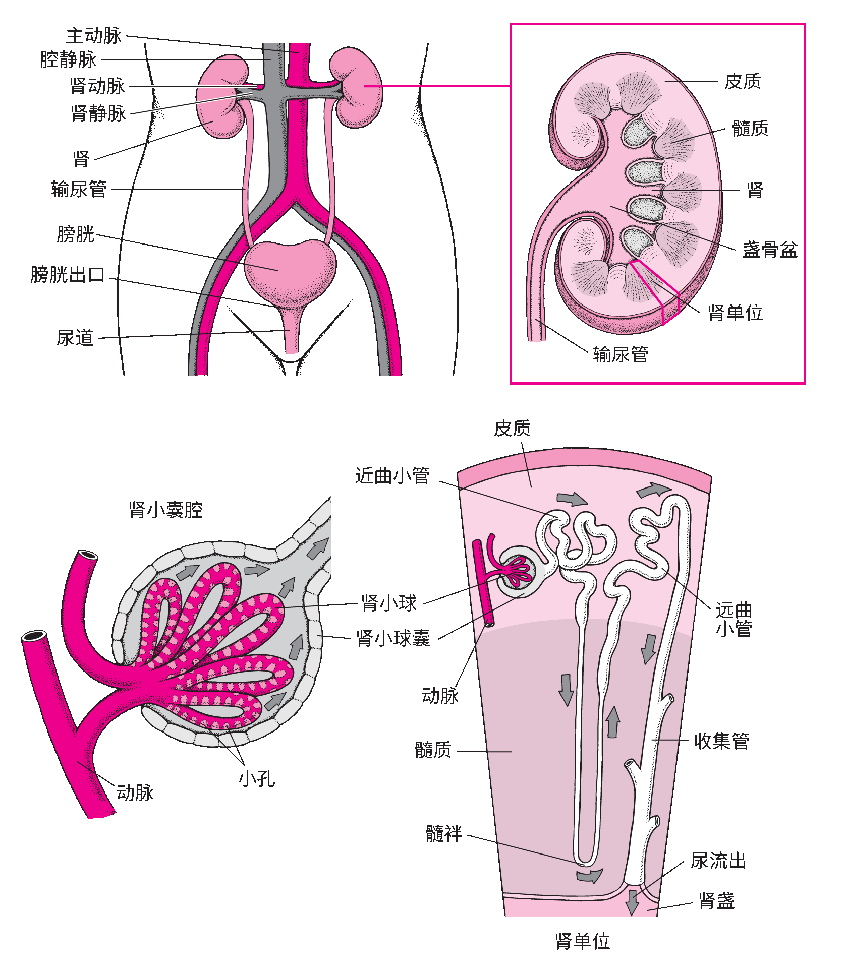 女性泌尿系统图 图解图片