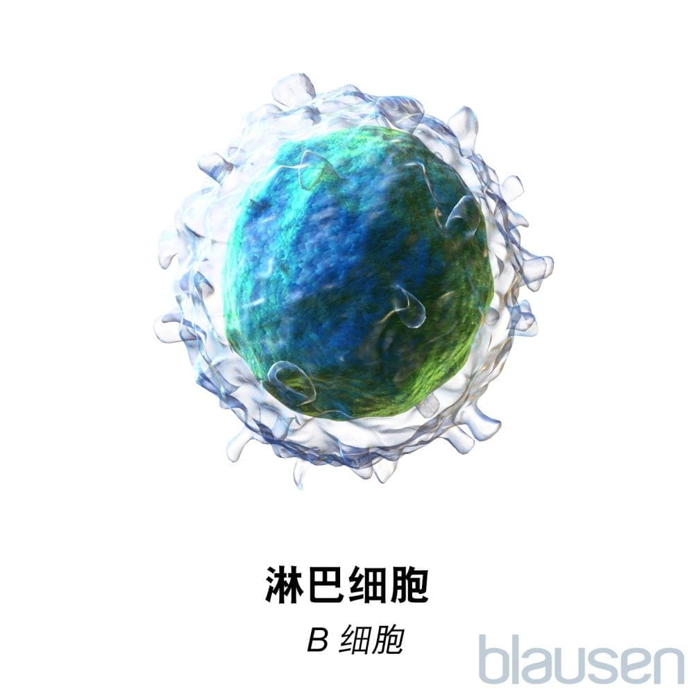 中性粒细胞淋巴细胞图片