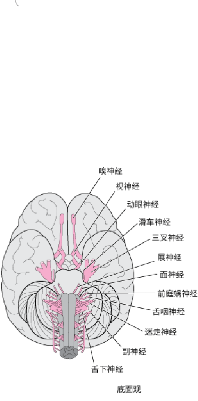 脑神经视图