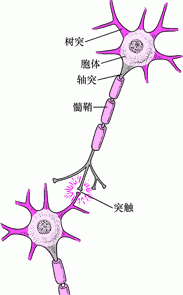 神经细胞的典型结构