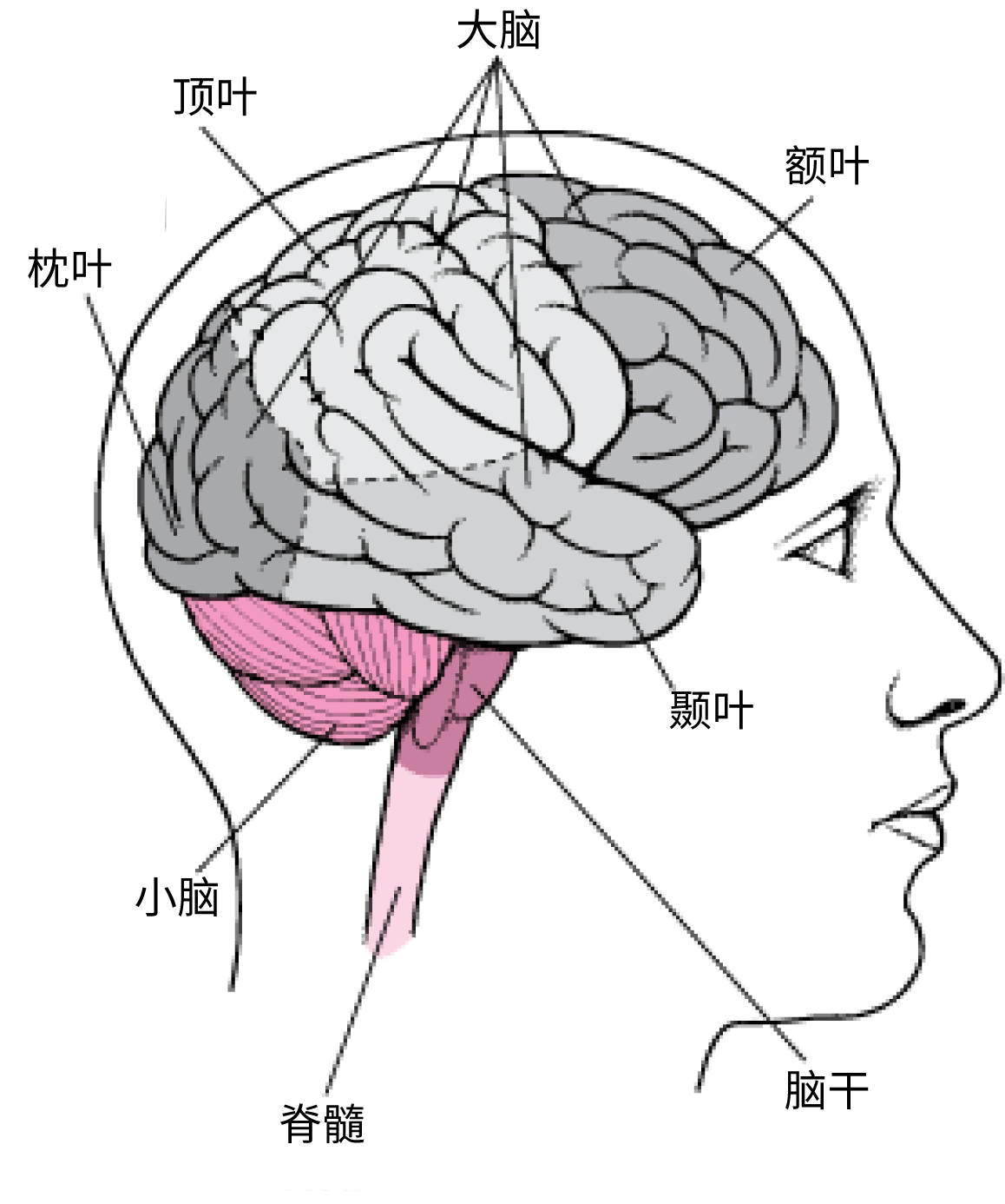 脑部结构