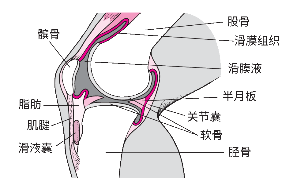 膝盖结构图 内部图片
