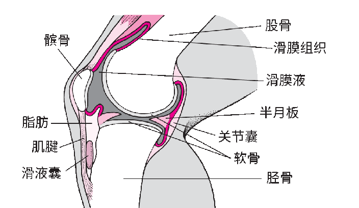 PED-inside-the-knee-side-view-label-removed_zh