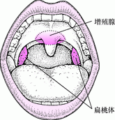 扁桃体和腺样体部位