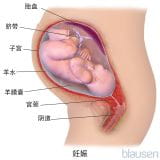 胚儿和胎盘的发育