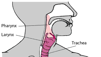 喉的位置