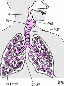 肺和气道内部结构图
