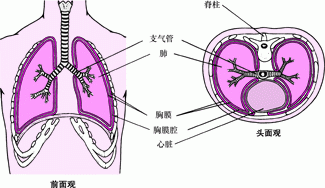 胸膜的两种切面观