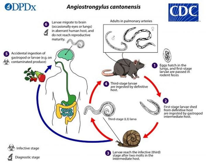 angiostrongylus-cantonensis-lifecycle-lg-cdc-sized_zh