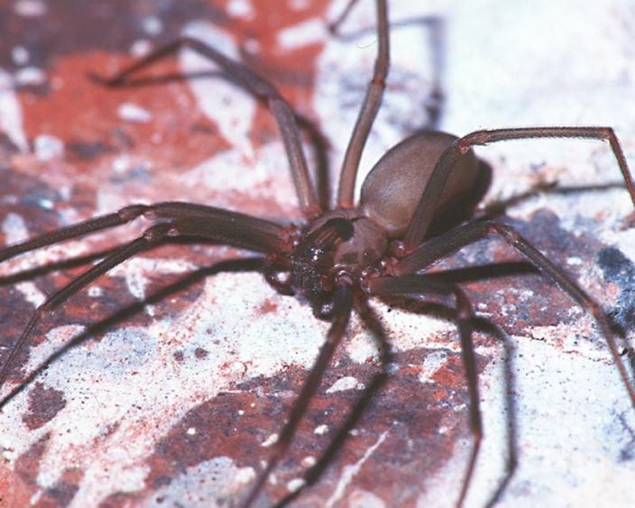 brown_recluse_spider_high_zh
