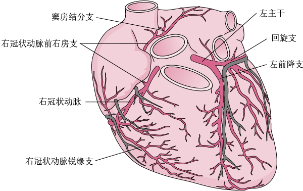 心脏动脉