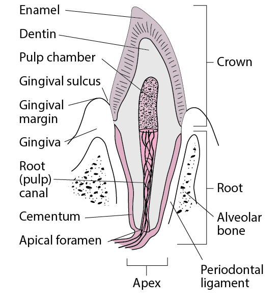 尖牙的剖面图