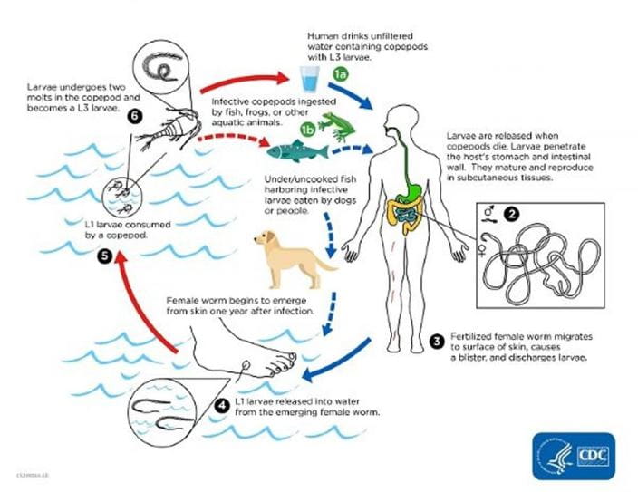 dracunculiasis-lifecycle-3-cdc-sized_zh
