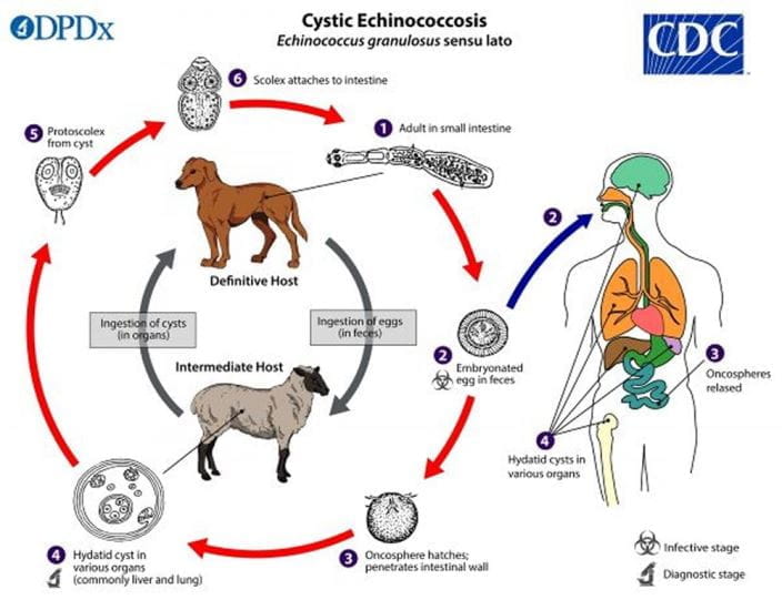 echinococcus-gran-lifecycle-lg-CDC-sized_zh